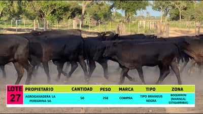 Lote LOTE 27 - 50 VAQUILLAS CBO 1