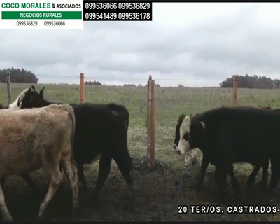 Lote 20 Terneros en Cueva del Tigre, Soriano