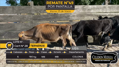 Lote 6 Terneros en Paso Antolín, Colonia