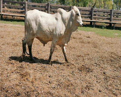 Lote Toro Brahman