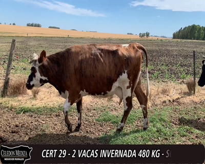 Lote (Vendido)2 Vacas de Invernada 1NO Y 1HO 480kg -  en - CUCHILLA DEL PERDIDO