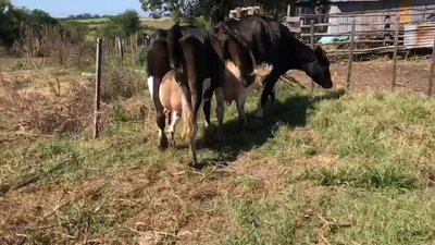 Lote 2 vacas holando en poduccion