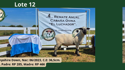 Lote PP