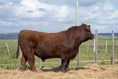 Lote RP 203