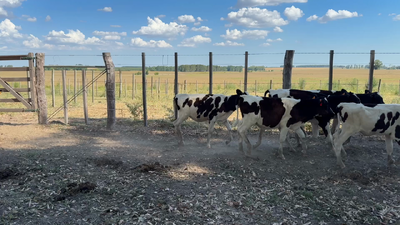 Lote TERNEROS