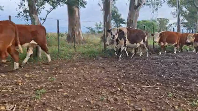 Lote 4 VACAS, 3 VAQ