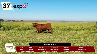 Lote LOTE 37