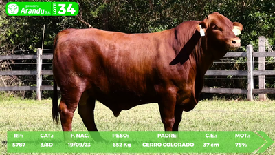 Lote LOTE 34