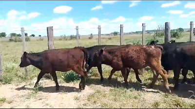 Lote 15 Terneros y Terneras AA CR en Mundo Azul