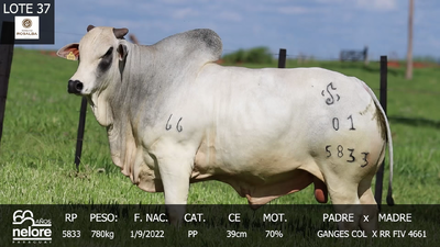 Lote LOTE 37