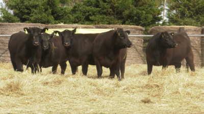 Lote VAQUILLONAS ANGUS PURO CONTROLADAS PARICION OTOÑO