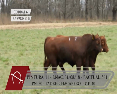 Lote TOROS ANGUS PURO CONTROLADO "LA BARRANCOSA"