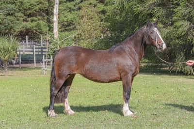 Lote Yubely Dominguera