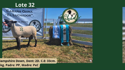 Lote PxC