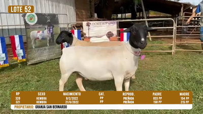 Lote LOTE 52- DESTACADO