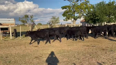 Lote TERNEROS