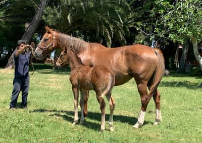 Lote Letra de Cambio – Yegua con Cría y preñada por Invasor