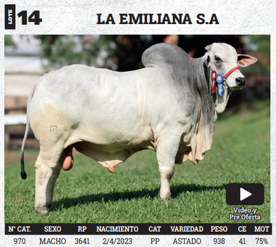 Lote LOTE 14 - BOZAL