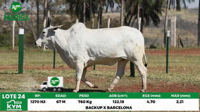 Lote Lote 24