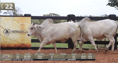 Lote LOTE 22