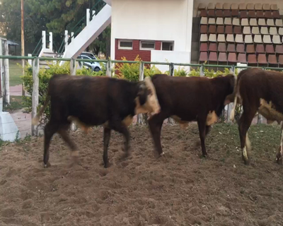 Lote 70 Terneras en Esquina, Corrientes
