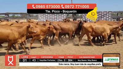 Lote (Vendido)43 Vaquillas Preñadas  364kg - , Boquerón