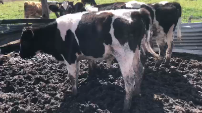 Lote 4 Terneros Holando 140kg -  en Cerro