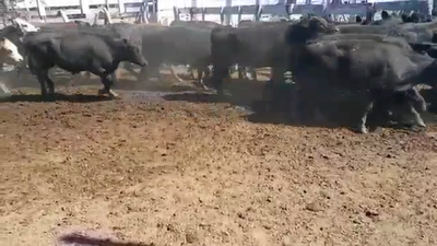Lote 95 Novillitos en Colón, Entre Ríos
