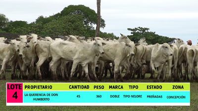 Lote LOTE 4 - 45 VAQUILLAS PREÑADAS CBO 0