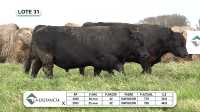 Lote TOROS PP y PC