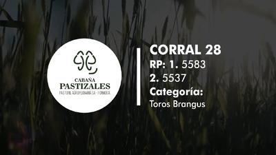 Lote Toro