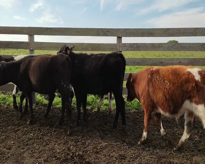 Lote (Vendido)10 Terneros 4 AA X HO,  1 HE X HO,  2 HO X NO,  1 RA X NO,  2 HO 188kg - , Canelones