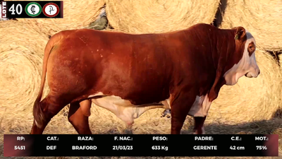 Lote LOTE 40