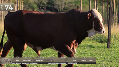 Lote LOTE 74