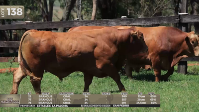 Lote LOTE 138