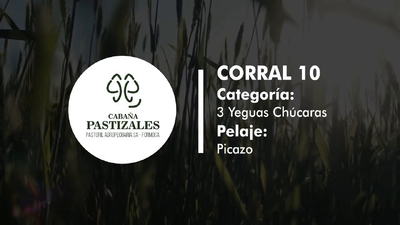 Lote YEGUA