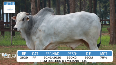 Lote LOTE 41