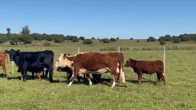 Lote 16 Piezas de cría HEREFORD Y ANGUS, San José