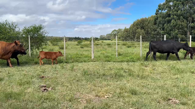 Lote PIEZA DE CRIA