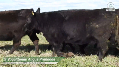 Lote VQ ANGUS