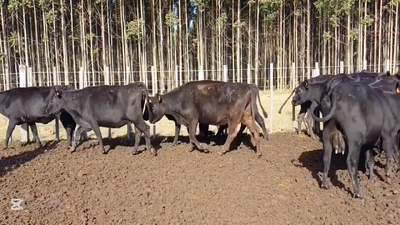 Lote VACAS/VAQUILLONAS INVERNADA