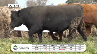 Lote TOROS PP y PC
