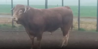 Lote 1 Toros en Soriano
