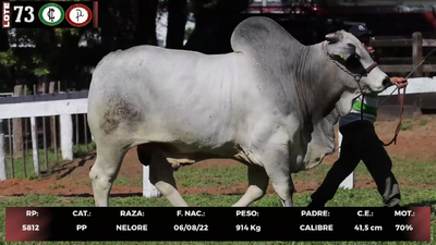 Lote LOTE 73