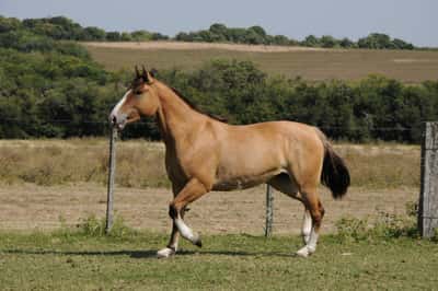 Lote Catalana Brasil 3