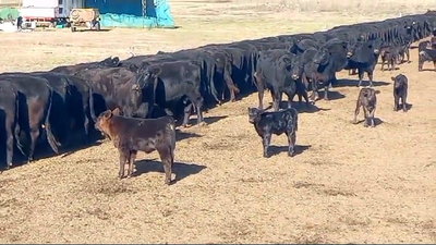 Lote 70 Terneros en Pehuajó A TERMINO