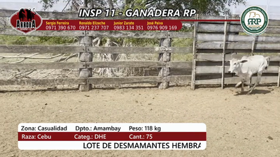 Lote Insp 11