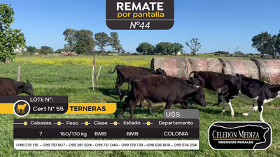 Lote 7 Terneras en Tarariras, Colonia