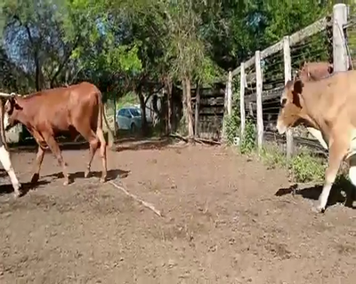 Lote 190 Novillos en La Eduvigis, Chaco