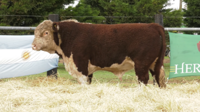 Lote TORO P. HEREFORD PP